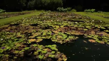 Bahçe düzenleme ve bahçe tasarımı. Parkta tropikal ve dayanıklı su zambakları yetiştiren büyük bir gölet manzarası. Yüzen yeşil yapraklar ve renkli çiçekler..