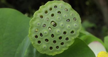 Botanik. Su bitkileri. Lotus meyve ve tohumlarının yakın görüntüsü.