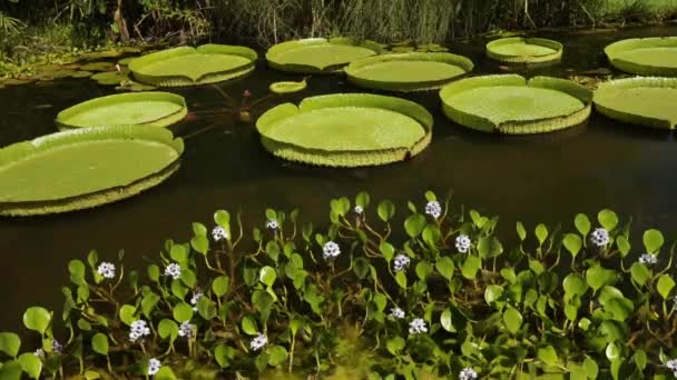 Jardín Agua Vista Estanque Que Crece Gigante Royal Waterlilies Victoria — Vídeos de Stock