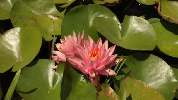 Vattenlevande Närbild Hardy Water Lily Nymphaea Colorado Blomma Rosa Kronblad — Stockvideo