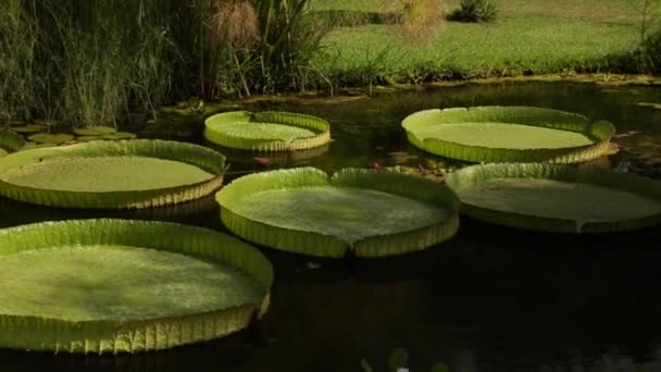 ロイヤルウォーターガラスのパン ビクトリアクルジアナは庭の池で成長しています 大きな浮遊する緑の葉の眺め — ストック動画