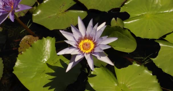Aquatic Plants Closeup View Tropical Water Lily Nymphaea Wood Blue — Stock Video