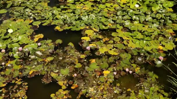 Plantes Aquatiques Fond Nénuphars Rustiques Tropicaux Poussant Dans Étang Belles — Video