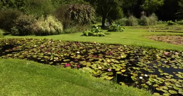 Vodní Rostliny Zahradě Pánev Jezírek Kde Pěstují Odolné Tropické Lekníny — Stock video