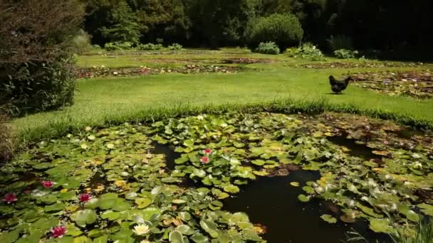 Watertuin Uitzicht Een Zwarte Kip Lopen Rond Vijvers Zwembaden Groeien — Stockvideo