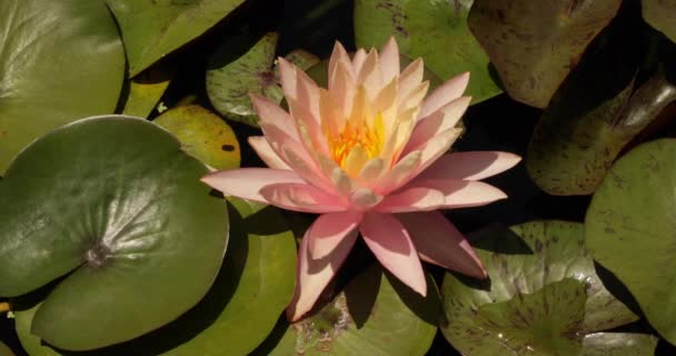 水生植物 在池塘里 水百合 绿色飘零的叶子和粉色花瓣绽放的花朵尽收眼底 — 图库视频影像