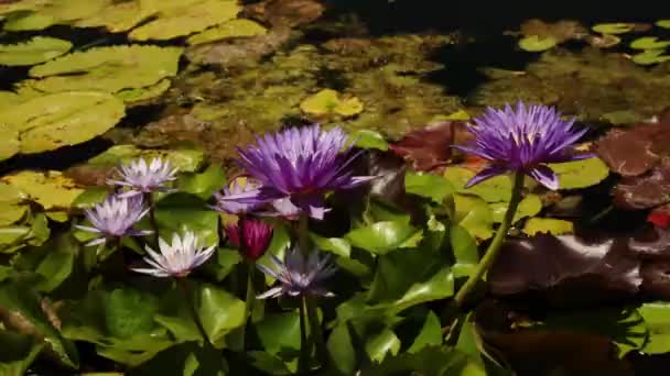 Водяні Лілії Барвисті Квіти Цвітуть Ставку — стокове відео