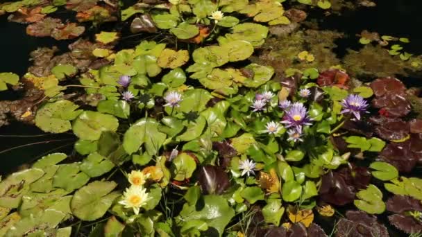 Waterlelies Kleurrijke Bloemen Bloeien Vijver — Stockvideo