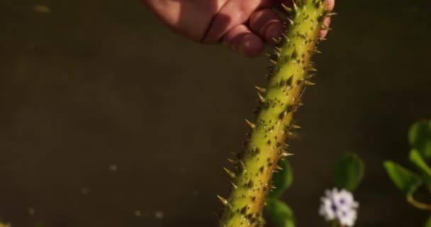 异国水生植物 王水百合 维多利亚甲壳虫 水下叶柄的全景 我们可以看到巨大的荆棘和尖刺 — 图库视频影像