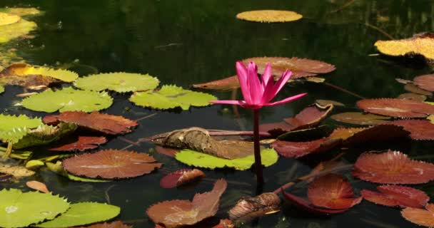Botany Closeup View Waterlily Pink Flower Blooming Pond — Stock Video