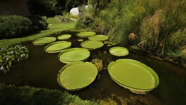 ロイヤルウォーターガラス ビクトリアクルジアナは庭の池で成長しています 大きな浮遊する緑の葉の眺め — ストック動画