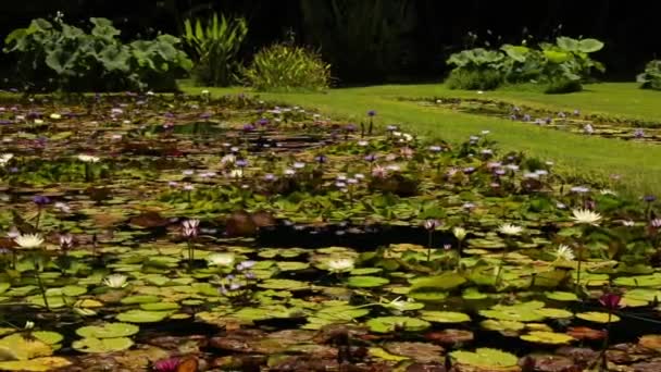 アクアプラント 大型人工池のパンは庭で硬くて熱帯の水草を育てています 夏に咲く美しい花 — ストック動画