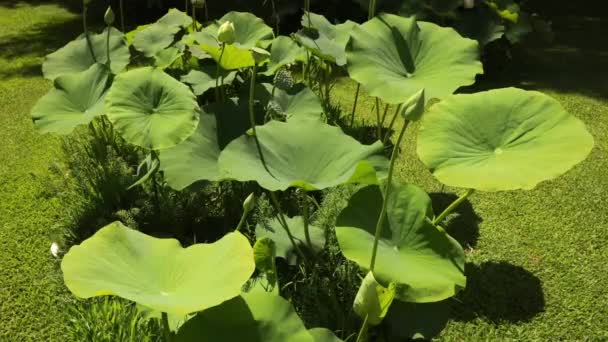 Lotus Roste Jezírku Zahradě Krásné Velké Zelené Listy — Stock video
