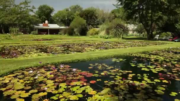 Panorama Pohled Několik Rybníků Rostoucí Tropické Odolné Lekníny Zahradě Domu — Stock video