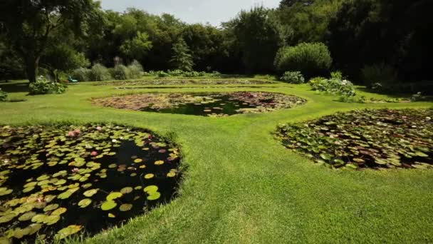 水生植物 池塘在花园里长满了耐寒的热带水仙花 美丽的花朵在夏天盛开 — 图库视频影像