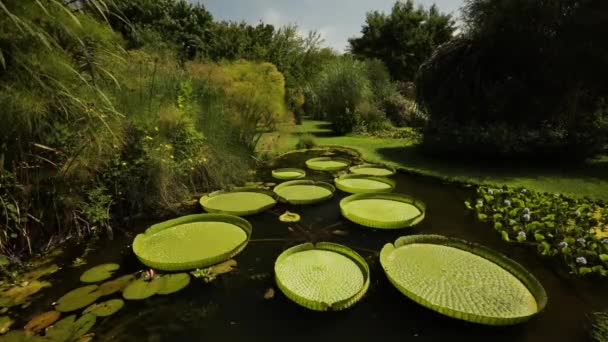 アクアプラント アマゾンウォーターガラス ビクトリアクルージャーナを栽培する池の景色 大きな浮遊緑の葉といくつかのリリーパッドの眺め — ストック動画