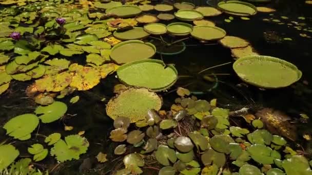 Landschaftspflege Und Wasserpflanzenzucht Neigung Eines Gartens Mit Vielen Teichen Dem — Stockvideo