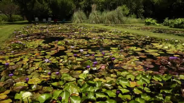 Bahçe Düzenleme Bahçe Tasarımı Parkta Tropikal Dayanıklı Zambakları Yetiştiren Büyük — Stok video