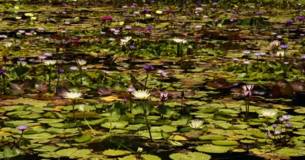 自然の中の美しさ 春に池で育ったハードとトロピカルウォーターユリの素晴らしい景色 緑の浮かぶ葉と庭に咲くカラフルな花の景色 — ストック動画