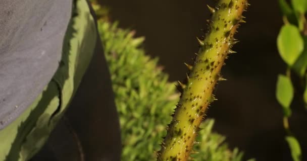 Exotische Wasserpflanzen Nahaufnahme Einer Königlichen Seerose Victoria Cruziana Unterwasserstiel Wir — Stockvideo