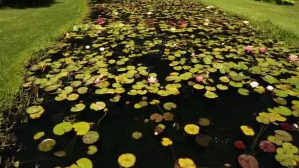 ランドスケープと庭のデザイン 公園で熱帯と硬水のユリを栽培する大きな池の傾斜 美しい浮遊緑の葉とカラフルな花 — ストック動画