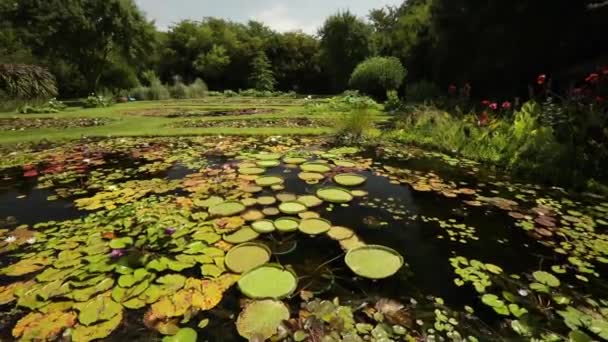 ランドスケープと水生植物の栽培 多くの池を持つ庭の眺め トロピカルと硬い水ユリ 宝石やビクトリアクルージャナの巨大なウォーターリリー — ストック動画