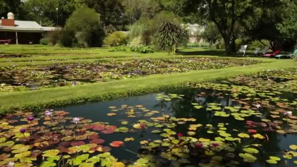 Панорамний Вид Садові Ставки Ростуть Тропічних Витривалих Водяних Лілій Задньому — стокове відео