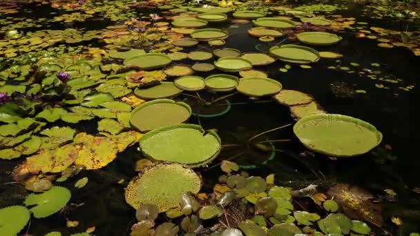 Landscaping Aquatische Planten Teelt Tilt Garden Many Ponds Growing Tropical — Stockvideo