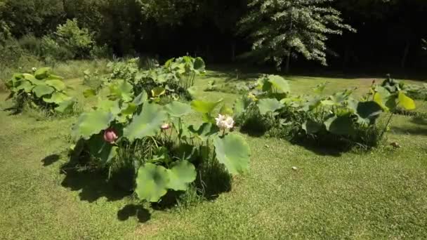 Lotusanbau Blick Auf Mehrere Teiche Denen Lotusblüten Mit Großen Grünen — Stockvideo