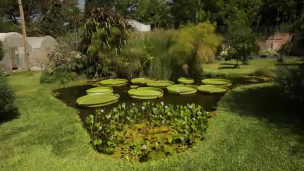 巨大な南アメリカの水生植物 アマゾンウォータージュ ビクトリアクルージャーナを栽培する池の眺め 大きな浮遊緑の葉といくつかのリリーパッドの眺め — ストック動画