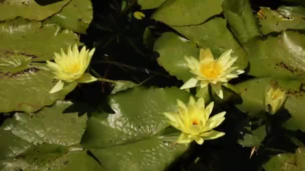 フローラル アクアプラント 池で育った黄色い花と大きな浮かぶ緑の葉の花のレンズの花輪のクローズアップビュー — ストック動画