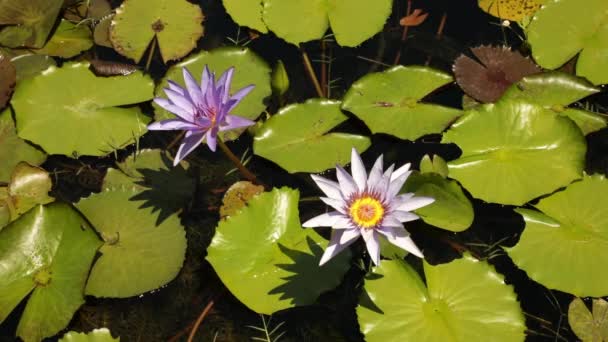 Водные Растения Крупный План Тропической Воды Лилия Нимфея Вуд Голубая — стоковое видео