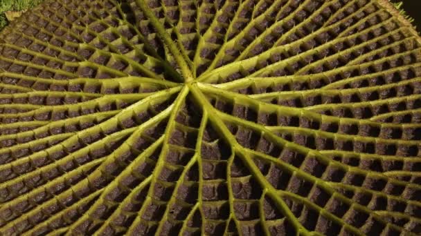 Ботаника Экзотические Водные Растения Дикая Природа Королевской Водяной Лилилией Виктория — стоковое видео