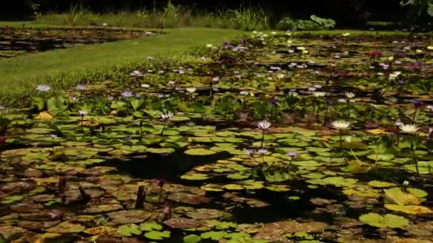 風景とデザイン ウォーターガーデン 池やプールは庭で硬くて熱帯のウォーターユリを栽培しています 美しい緑の葉と夏に咲くカラフルな花 — ストック動画