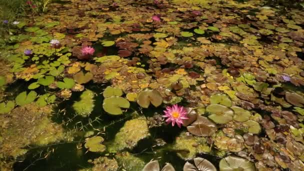 Fundo Plantas Aquáticas Vista Lírios Aquáticos Tropicais Resistentes Crescendo Lagoa — Vídeo de Stock