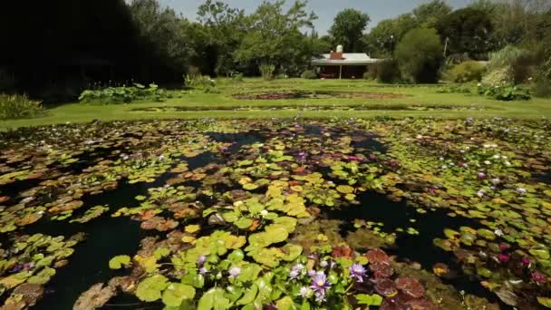 全景的几个池塘生长热带和耐寒的水仙花在房子的花园 美丽的绿叶飘零 春花盛开 — 图库视频影像