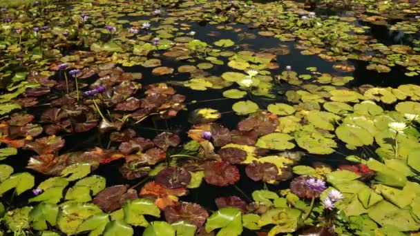 Ökosystem Nahaufnahme Von Seerosen Grünen Schwimmenden Blättern Und Frühling Blühenden — Stockvideo