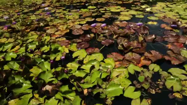 景观和园林设计 公园里有一个巨大的池塘 它生长着热带的 顽强的睡莲 美丽的漂浮的绿叶和五彩缤纷的花朵 — 图库视频影像