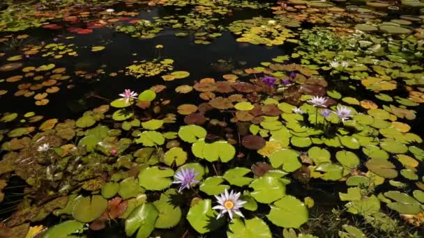 Projektowanie Krajobrazu Ogrodu Rośliny Wodne Widok Tropikalnych Wytrzymałych Lilii Wodnych — Wideo stockowe