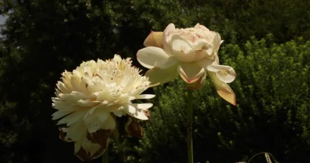Φλοράλ Υδρόβια Φυτά Closeup Άποψη Του Λωτού Μεγάλα Λευκά Λουλούδια — Αρχείο Βίντεο