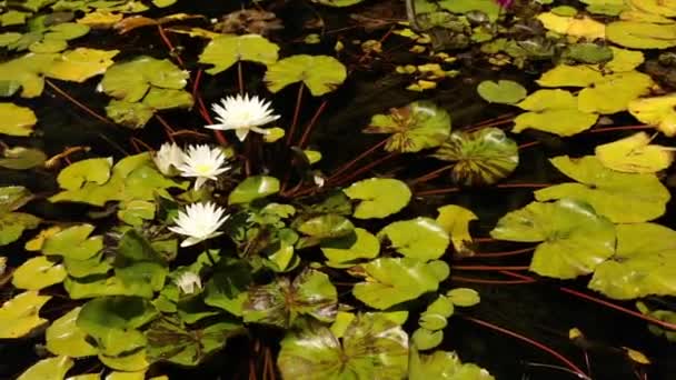 水园和水生植物 在盛开的睡莲的映衬下 金银花在池塘里泛着绿色的飘零的叶子和白色花瓣的花朵 — 图库视频影像