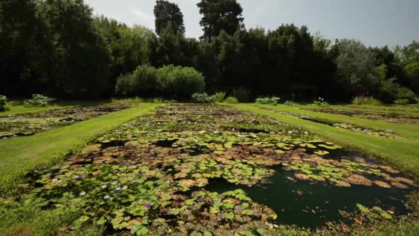 Landscaping Tuinontwerp Uitzicht Een Grote Vijver Groeiende Tropische Winterharde Waterlelies — Stockvideo