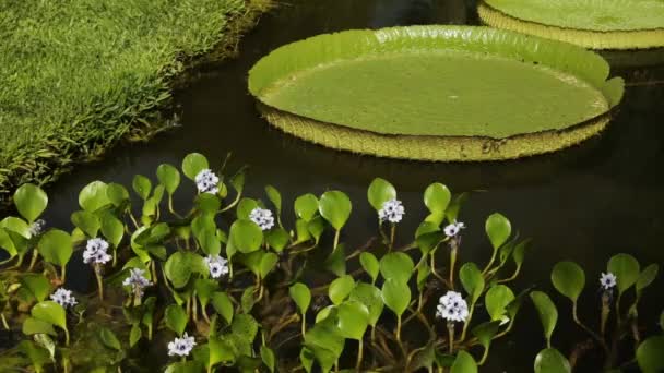エキゾチックな水生植物 ロイヤルウォーターリリー ヴィクトリアクルージャナ 水に浮かぶ巨大な葉のクローズアップショット 夏に開花するリリーパッド イチョルニアアザジアを見ることができます — ストック動画