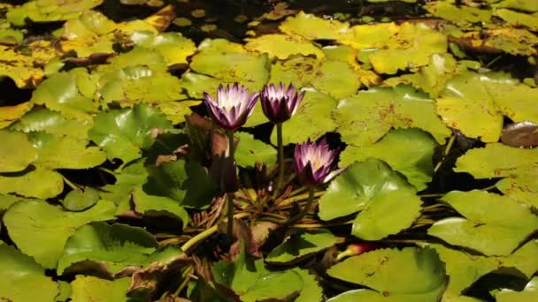アクアプラント 夏に池に咲くニンファイアイスラモラダ熱帯水のクローズアップビュー 緑色の浮遊葉と紫色の花の花 — ストック動画