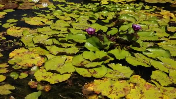 Wasserflora Auf Dem Teich Wachsen Winterharte Und Tropische Seerosen Und — Stockvideo