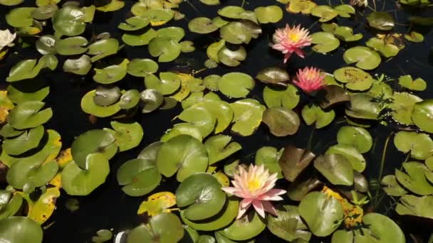 Wasserpflanzen Hintergrund Blick Auf Tropische Und Winterharte Seerosen Die Teich — Stockvideo