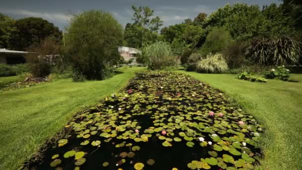 Landscaping Tuinontwerp Uitzicht Een Grote Vijver Groeiende Tropische Winterharde Waterlelies — Stockvideo