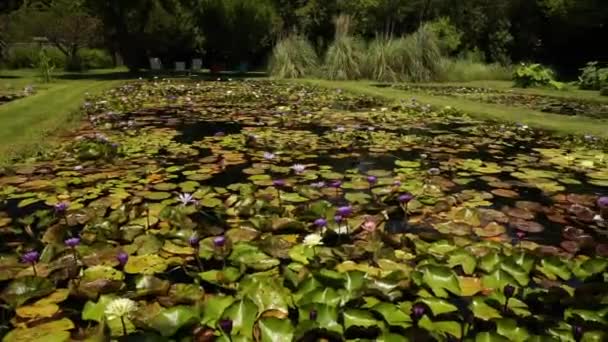 Озеленення Каструля Ставка Росте Витривалі Тропічні Водяні Лілії Саду — стокове відео