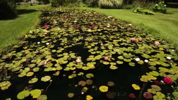 Landscaping Garden Design View Large Pond Growing Tropical Hardy Water — Stock Video