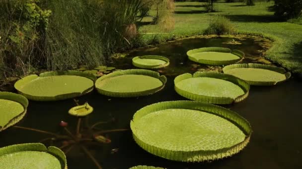 南アメリカの巨大な水生植物 美しい庭園の池は ロイヤルウォーターガラス ビクトリアクルージャナを栽培しています 大きな浮遊する緑の葉の眺め — ストック動画